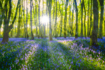 bluebell woods Cornwall England uk sunburst