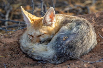 Sleeping Cape Fox in the Kgalagadi