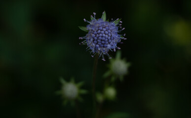 flower of a thistle