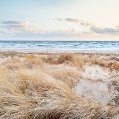 Fototapeta na wymiar Baltic sea shore (desert, beach) under blue sky with glowing sunset clouds. Sand dunes and plants (dune grass, Ammophila). Denmark. Nature, environmental conservation, ecotourism. Picturesque scenery