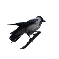 Hooded crow on white background