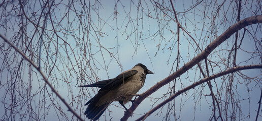 Hooded crow also called hoodie or gray crow