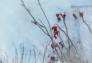 Dry winter red berries on a prickly branch