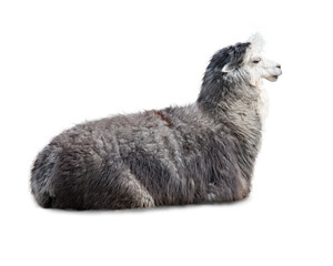 Adult llama exterior isolated on white background.