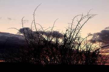 bush with a colorful sunset in red and orange tones in the background