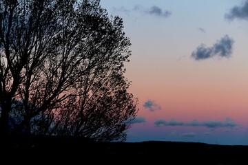 tree in a colorful sunset with red, blue, pink, orange, purple shades