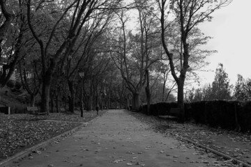 straight road in a park surrounded by trees and benches. Black and white.