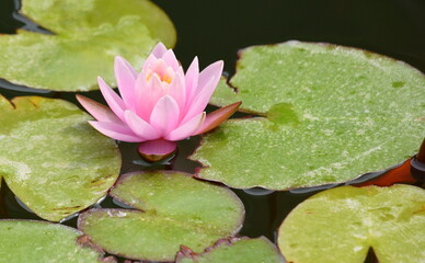 Pink leuchtende Seerosen zwischen grünen Blättern auf einem Teich