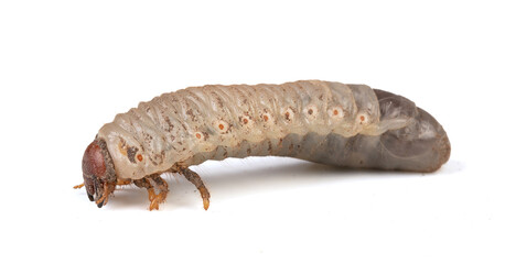 white larva of cockchafer isolated in profile