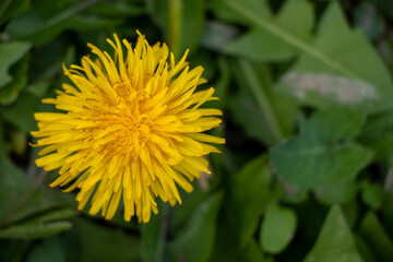 Valle D'Aosta, Italy, beautiful European landscape, beautiful yellow flower, macro photo, blurred green background