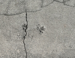 Squirrel footprints in a cracked concrete sidewalk.