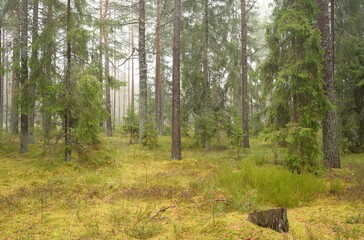 Panoramic view of the majestic evergreen forest. Mighty pine and spruce trees, moss, fern, plants. Fog, mist, soft sunlight. Atmospheric landscape. Nature, environment, ecology. Sweden, Scandinavia - 479657412