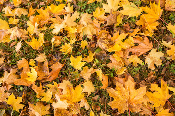 Colorful maple leaves on the ground in the Autumn.