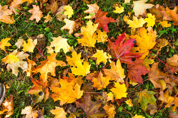 Multicolored Maple leaves on the grass in a park in late fall..