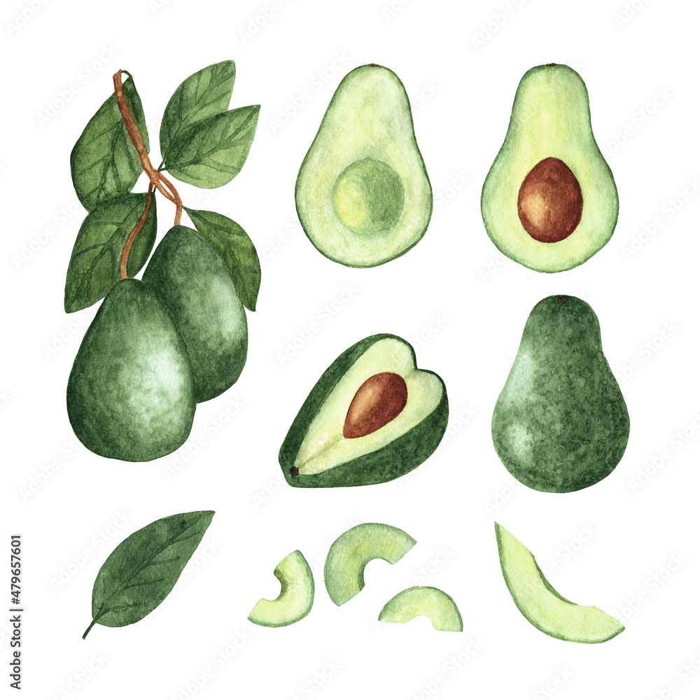 Wall mural Set of watercolor painted avocado