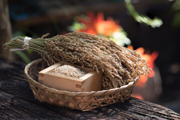 Obraz premium Japanese brown rice and ear of rice on bokeh nature background.