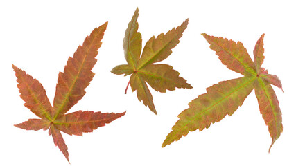Maple or Acer leaves isolated on white background with clipping path.