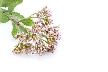 Indian marsh fleabane or pluchea indica flowers  isolated on white background.