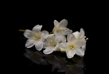 Fototapeta na wymiar Bridal Creeper or Porana volubilis flowers isolated on black background.