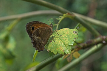 Butterfly on leave