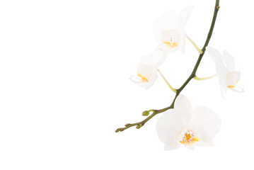 Phalaenopsis orchids isolated on white background.