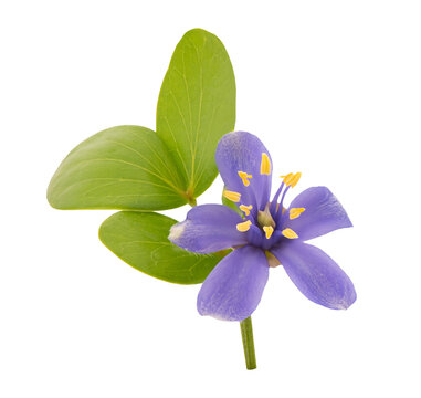 Lignum vitae or Guaiacum officinale flower isolated on white background with clipping path.