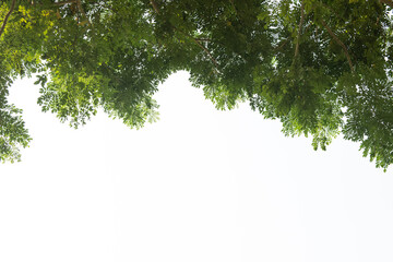East Indian walnut or Samanea saman leaves on nature background.