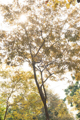 Abstract autumn leaves on tree background.