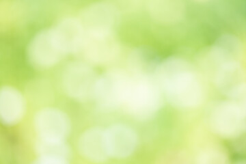 Green leaves bokeh nature background.