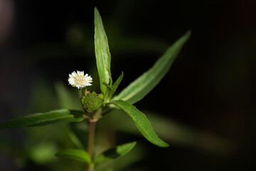 False daisy or eclipta prostrata tree on bokeh nature background.