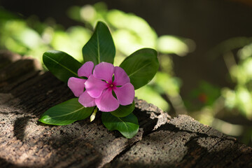 Catharanthus roseus or west indian periwinkle on bokeh nature background.