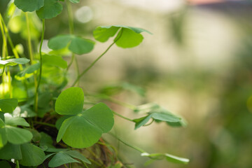 Water clover or marsilea crenata on bokeh nature background.
