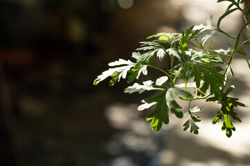Obraz premium Mugwort or artemisia annua tree on bokeh nature background.