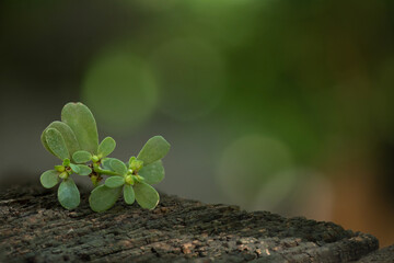 Naklejka premium Purslane tree on bokeh nature background.