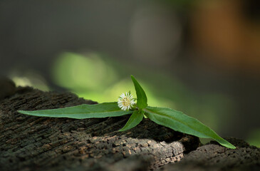 False daisy or eclipta prostrata tree on bokeh nature background.