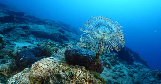 tubeworm scenery underwater open wings and collecting particles in water fan worm ocean scenery with fish school around