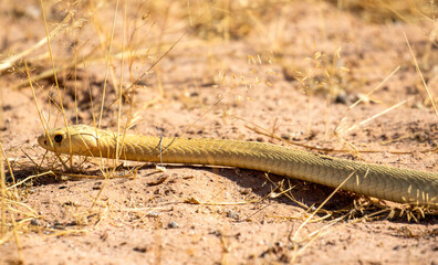 Cape Cobra in the Kgalagadi