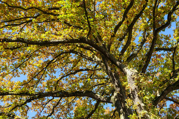 Baumkrone, verzweigte Baumkrone, Herbstlaub am Baum, Baumkrone im Herbst, alter Baum, kräftiger Wuchs, schöne Baumkrone mit Herbstlaub im Sonnenlicht, Natur so schön