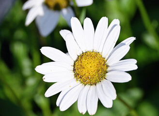 Obraz premium Daisy Closeup