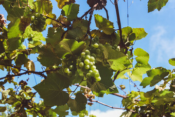 Vine with green grape