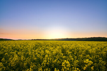 Rape field at sunset. Blooming canola flowers panorama. Bright Yellow rapeseed