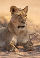 Lioness in the Kgalagadi