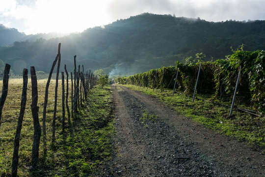 Dramatic image of a wood fence on a dirt road in early morning sunrise in the Caribbean mountains of the Dominican Republic, with misty skies.