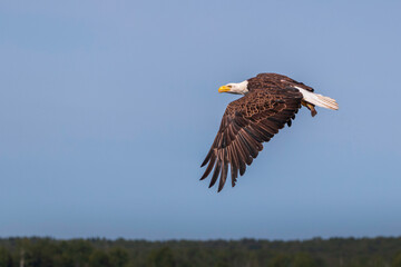 Bald Eagle flying over the lake in Quebec, Canada
