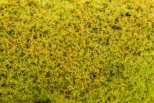 Green and yellow moss texture, Briophyta. Wet natural forest background.