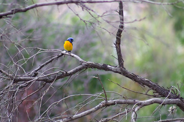 Aves de Tilcara
