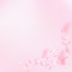 Obraz na płótnie Canvas Sakura petals falling down. Romantic pink flowers corner. Flying petals on pink square background. Love, romance concept. Valuable wedding invitation.