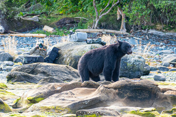 Photographers observing Black Bears