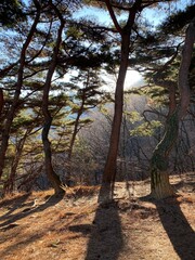 trees in the forest