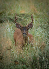 British Columbia Coastal Blacktail Buck